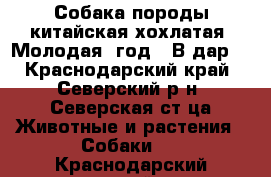 Собака породы китайская хохлатая. Молодая (год). В дар. - Краснодарский край, Северский р-н, Северская ст-ца Животные и растения » Собаки   . Краснодарский край